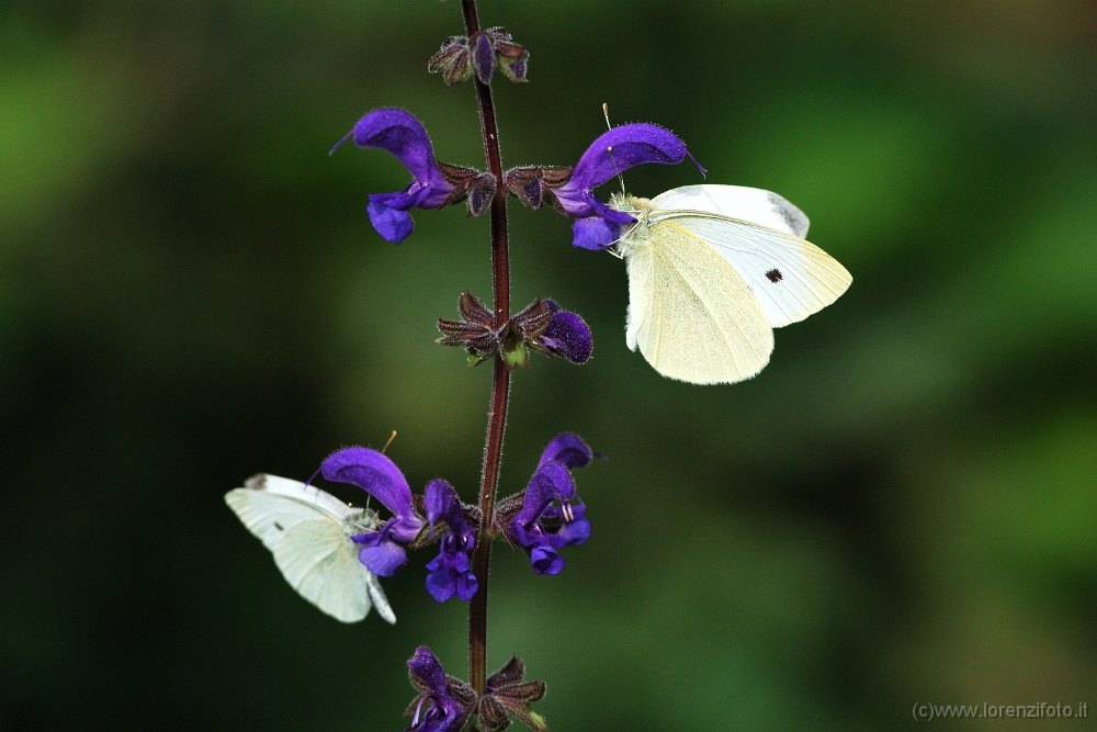 04041 Pieris rapae (Cavolaia minore).jpg